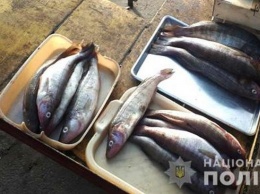 В Николаеве полицейские с рыбинспекторами прошлись по рынкам - составили 7 протоколов и изъяли 30 кг рыбы
