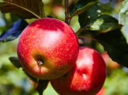 Оптовая цена на яблоки в Украине снизилась до 1 гривны