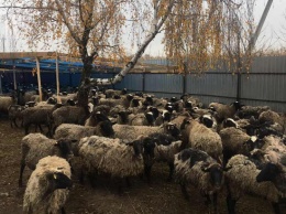 Хозяйка многострадальных овец готова передать их новому владельцу: отара может стать основой экофермы