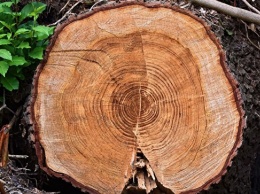 "Распил костей": ученые нашли оригинальное решение для анатомии деревьев