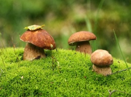 Полтавчан предупреждают о грибах-двойниках и грибах-мутантах