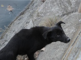 Керчанин залез в реку Мелек-Чесме, чтобы спасти бездомную собаку