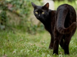 Черный кот помог запорожской полиции найти пропавшую девочку