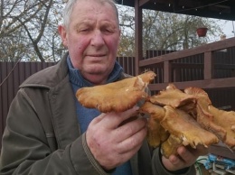 Жители Волыни насобирали грибов-гигантов