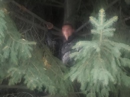 Во Львове грабитель залез на дерево, чтобы спрятаться от полицейской погони