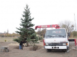 Из Западной Украины на юг Одесской области привезли потенциальную новогоднюю елку