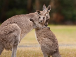 Невиданная засуха в Австралии может уничтожить кенгуру