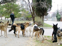 Число одичалых животных на Луганщине увеличилось в 4 раза, планируется отстрел