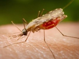 «Гибель человека от неизвестных вирусов»: Изменение климата привело к вспышкам большого числа зараженных насекомых - ученые