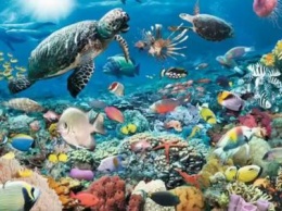 Ученые обеспокоены защитой морского разнообразия планеты