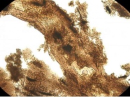 Ископаемые белки динозавров и сожженные тосты имеют сходные химические соединения
