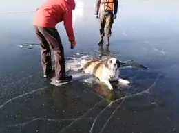 Появилось видео, как в Забайкалье спасли собаку, которая примерзла хвостом ко льду озера