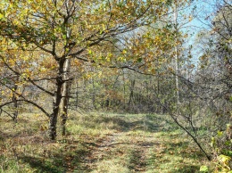 Cотрудника фирмы застали за странным занятием в лесу на Харьковщине
