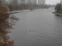 На Русановке заметили водолаза