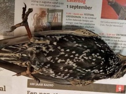 В Голландии тестировали 5G - сотни птиц погибли сразу же! Что это было?