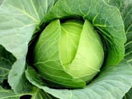 Медики назвали топ самых опасных овощей