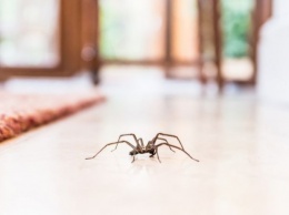 13 примет: почему нельзя убивать домашних пауков