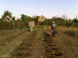 Голубика, фисташка и батат: в Одесской области фермер экспериментирует на своем огороде