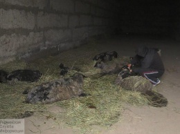 Черноморские овцы: волонтеры получили результаты анализов