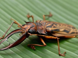 Жара вдвое снижает способность насекомых к размножению