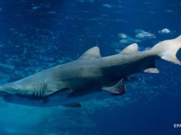 Акула напала на мужчину у побережья Австралии