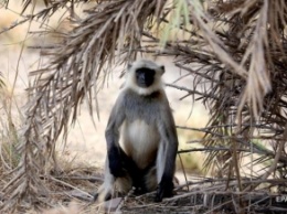 В Индии обезьяна украла и убила новорожденного