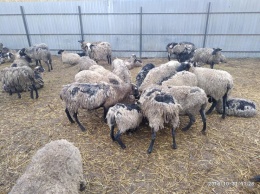 За страдания овец в Черноморске накажут начальника поста ветсанконтроля