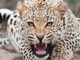 Ужас в столичном цирке: леопард начал рвать ребенка на глазах у родителей