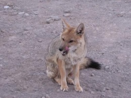 В Псковской области на территорию детсада забежала бешеная лисица