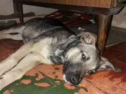В Запорожье живодер избил 3-месячного щенка, полиция ничего не предприняла - ФОТО