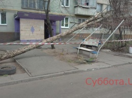 В Запорожье с приходом холодов массово начали падать деревья (ФОТО)