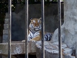 Как живут тигры в Центре реабилитации хищников под Запорожьем (ФОТО)