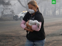 Пламя не щадит никого: спасатели США поделились трогательными фото