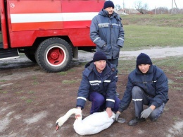 На Полтавщине два дня пытались спасти травмированного лебедя (фото)