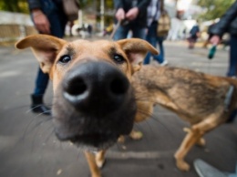 Почти 2 тысячи гривен на бездомную собаку - идем в Европу
