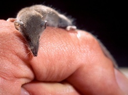 На юге России ученые обнаружили самое маленькое в мире млекопитающее