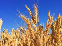 В Украине собрали самый большой в истории урожай зерна