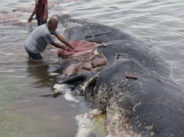 В Индонезии нашли кита, погибшего от пластика