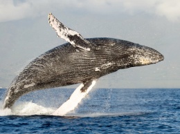 Биологи услышали «культурные революции» в песнях китов