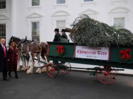 В Белом Доме установили рождественскую ель