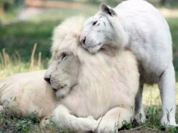 У белого льва и белой тигрицы появились дети - самые уникальные в мире