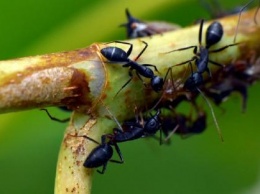 У черных муравьев существует практика карантина