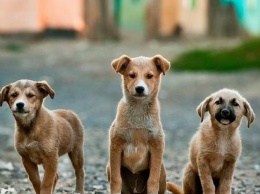 В Южной Корее закрыли самую большую в стране бойню собак