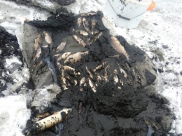 Из-за заваренного шлюза на реке Ирпень массово гибнет рыба