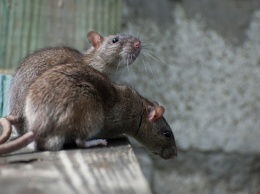 Крысы захватили центр Киева