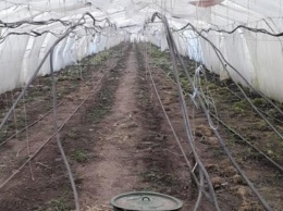 Житель Запорожской области вырастил плантацию марихуаны