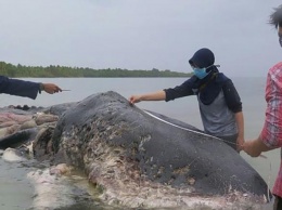 Содержимое желудка кита повергло экологов в шок: поразительные фото и видео