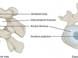 Протестирована новая технология создания биоинженерных позвоночных дисков