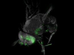 Австрийские биологи сделали мух прозрачными