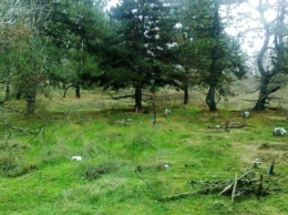 В Запорожской области нашли кладбище для животных (ФОТО)